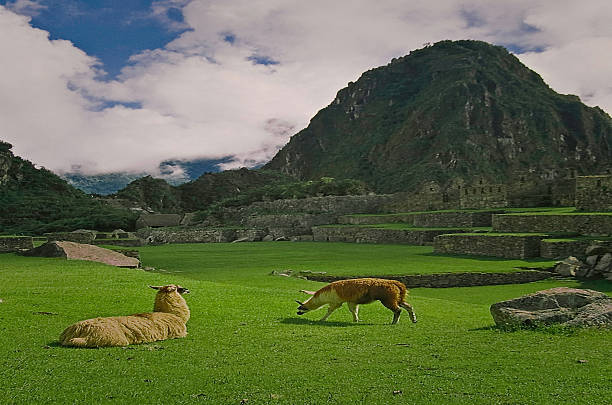 Llamas in the Andes Mountains