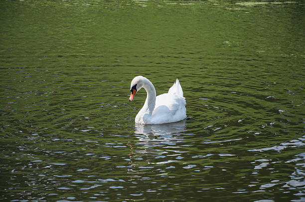 istock White swan on the river Orlik 584236716