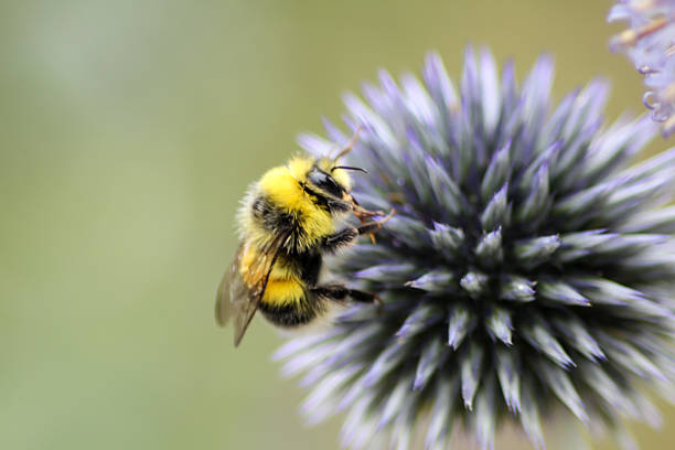 Busy Bee stock photo
