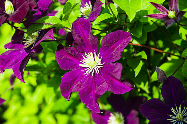 istock Clematis flower in the garden 584237650