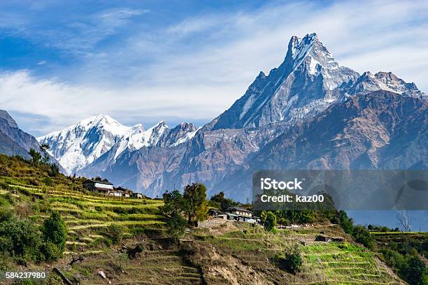 Photo libre de droit de Machhapuchhre Et Terraced Fields Népal banque d'images et plus d'images libres de droit de Népal - Népal, Himalaya, Montagne