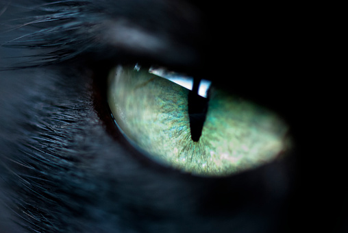 black cat with green eye; extreme close-up