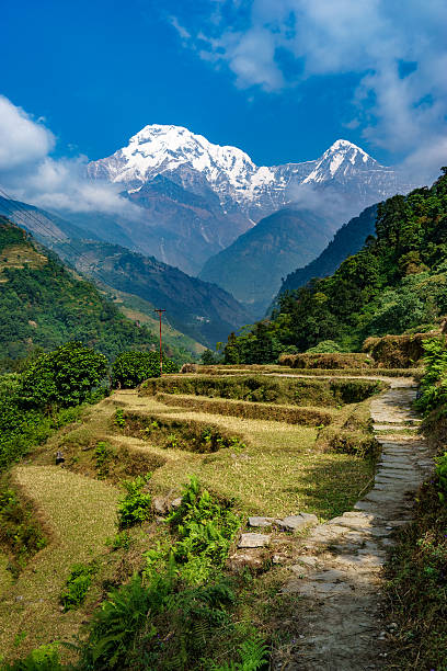 terraced fields with annapurna in background, nepal - nepal landscape hiking rice imagens e fotografias de stock