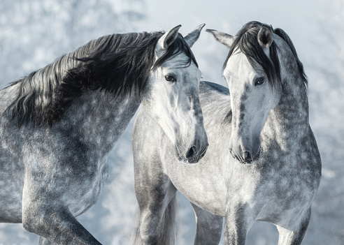 Portrait of two spanish grey stallions in winter forest. Monochromatic wintertime horizontal outdoors image.