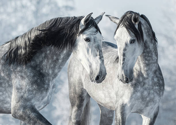 портрет двух испанских серых жеребцов в зимнем лесу. - horse dapple gray gray winter стоковые фото и изображения