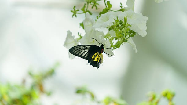 istock butterfly-doleschalia bisaltide on flower 584241026