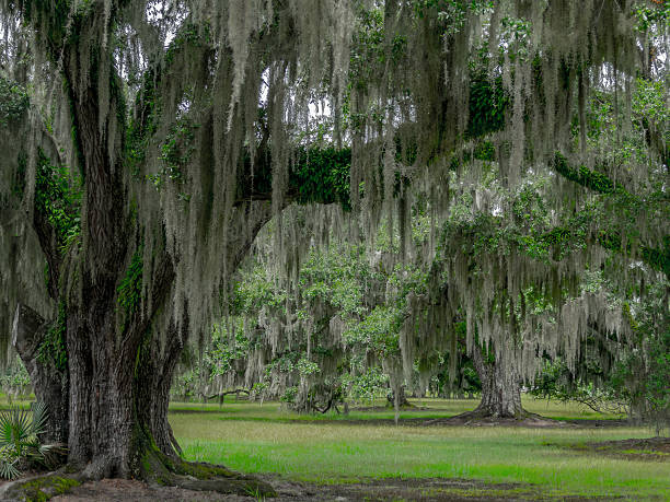 southern live oaks with Spanish moss grove of southern live oak trees with Spanish moss in south Louisiana  spanish moss photos stock pictures, royalty-free photos & images