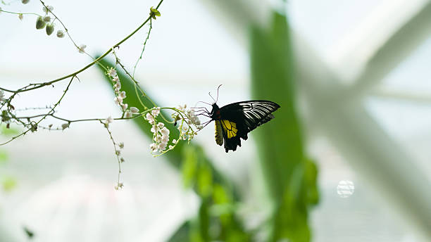 istock butterfly-doleschalia bisaltide on flower 584241514