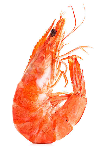 istock Tiger shrimp. Prawn isolated on a white background. Seafood. 584243574