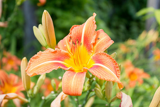 istock Giant spear lily (Doryanthes palmeri), exotic plant, close-up 584243644