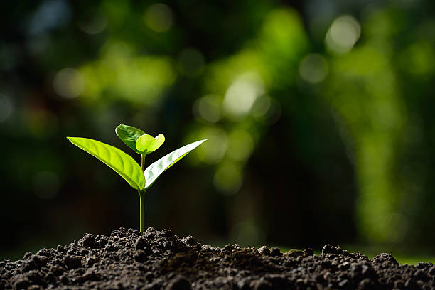 jovem planta  - seedling dirt spring water - fotografias e filmes do acervo