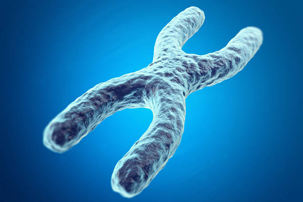 istock X Chromosome on blue background with focus effect, scientific concept 584244378