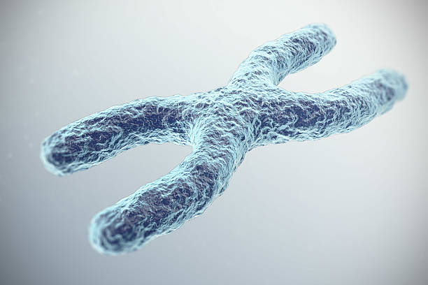 istock X-Chromosome on grey background. with depth of field effect 584244490