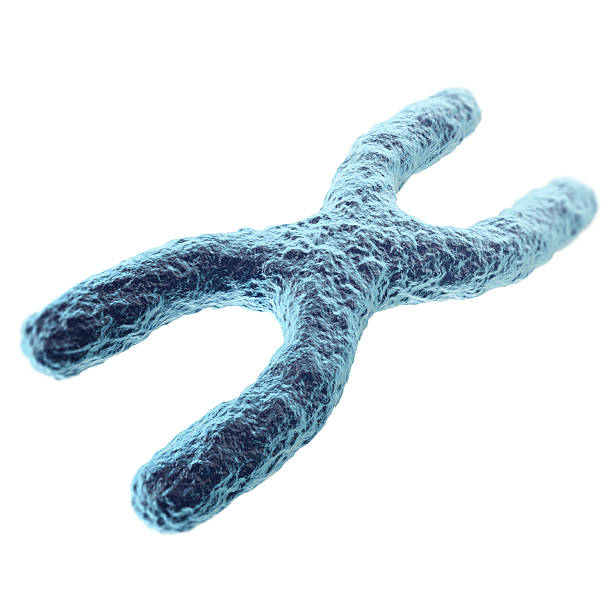 chromosome isolé sur fond blanc. avec effet de profondeur de champ - chromosome photos et images de collection