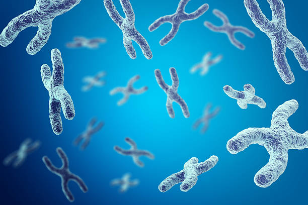 istock Chromosomes on blue background, scientific concept 3d illustration 584244572