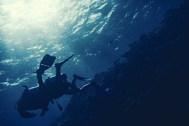 istock exploring the amazing sea life 584244986