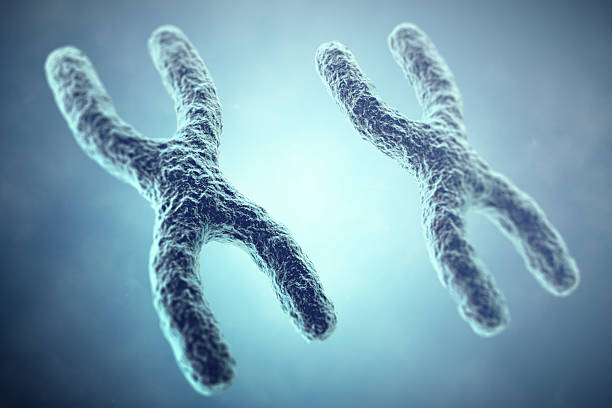 XX Chromosome concept. Female Heterogametic Sex. 3d illustration XX Chromosome concept. Female Heterogametic Sex. 3d illustration chromosome science genetic research biotechnology stock pictures, royalty-free photos & images