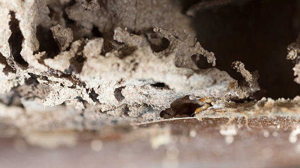 istock The wood door with termites damage 584245350