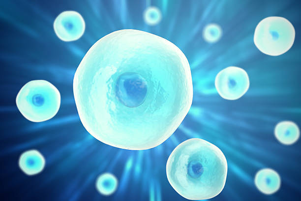 célula humana, animal, fondo de la ciencia. ilustración 3d - stem cell human cell animal cell science fotografías e imágenes de stock