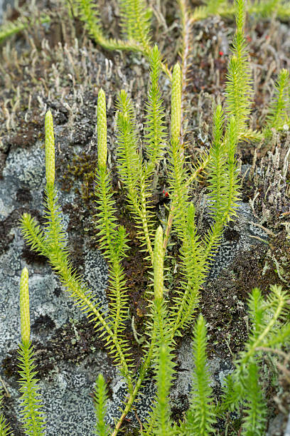 Stiff clubmoss, Lycopodium annotinum Digital photo of stiff clubmoss, Lycopodium annotinum. lycopodiaceae stock pictures, royalty-free photos & images