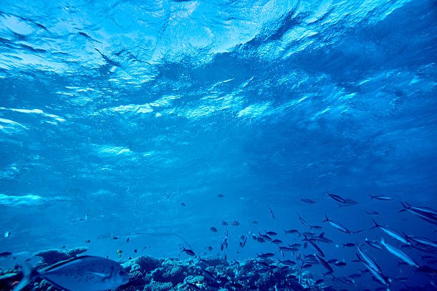 sea life background with tropical fishes swimming underwater.