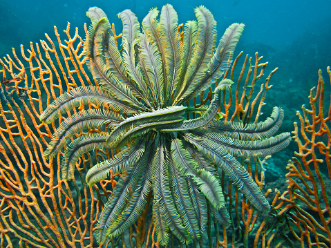 An underwater image taken in Ko Haa, Andaman Sea, Thailand in 2015 of a feather star (echinoderm) with beautiful coral fan in the background and clear, aquamarine, tropical water. These organisms tend to be stationary during the day but move around at night to feed.