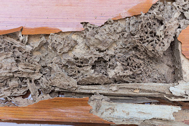 istock The wood door with termites damage 584246642