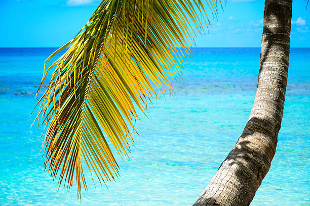 istock Palm leaf that swings on a crystal clear sea 584246798