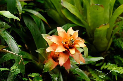 Orange Bromelia, Botanical Gardens, Singapore