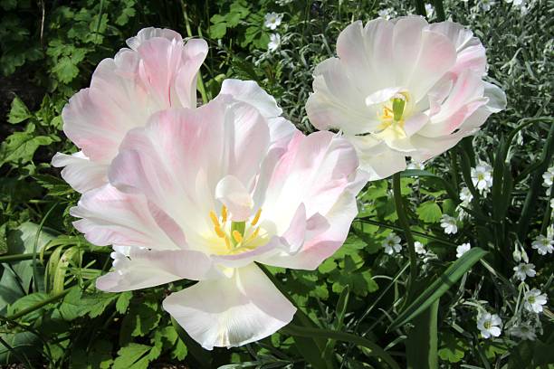 Peach tulips in the sun
