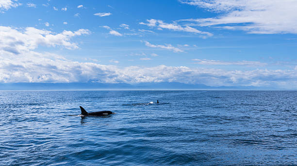 A on the right of the photo male and female orca swimming along in the ocean.