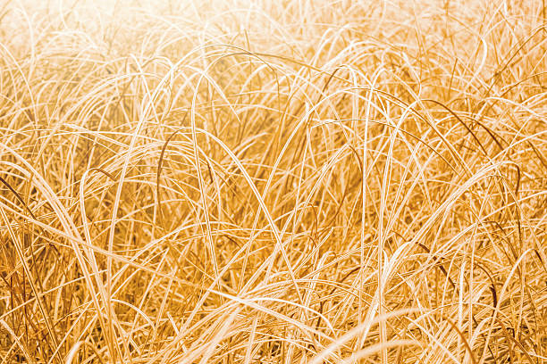 floral background. autumn field with dry grass stock photo