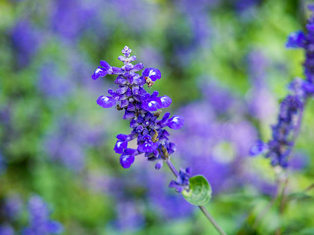 istock Beautiful Purple Lavender Flower 584248870