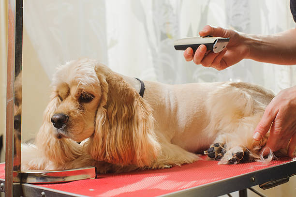 istock Purebred  Cocker Spaniel is being groomed 584464924