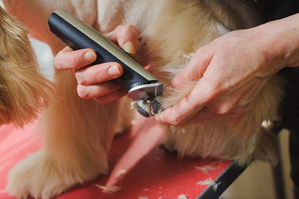istock Dog paw grooming 584465058