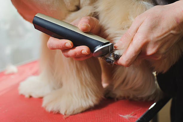 istock Dog paw grooming 584465100