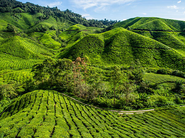 istock Tea Plantation in the mountain 584465284