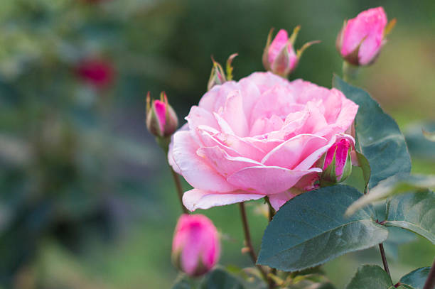 istock Beautiful pink rose in a green garden 584465594