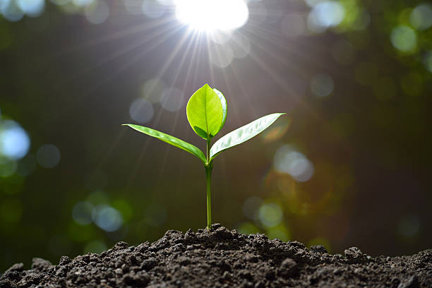 젊은 공장요  - cultivated 뉴스 사진 이미지