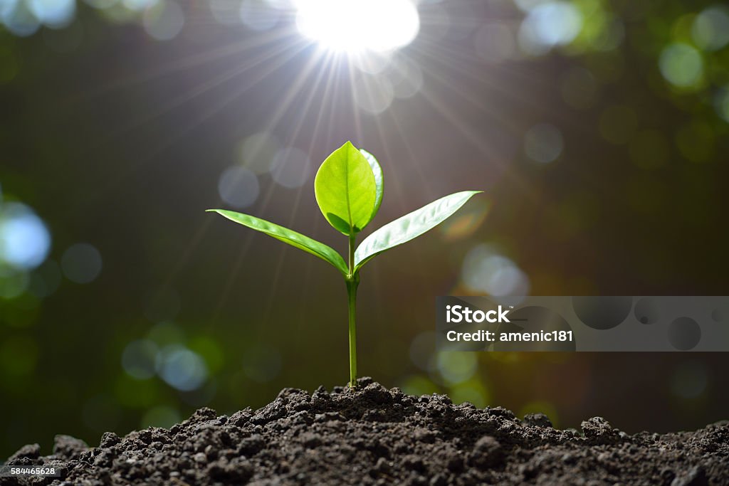 Young plant Young plant in the morning light on nature background Plant Stock Photo