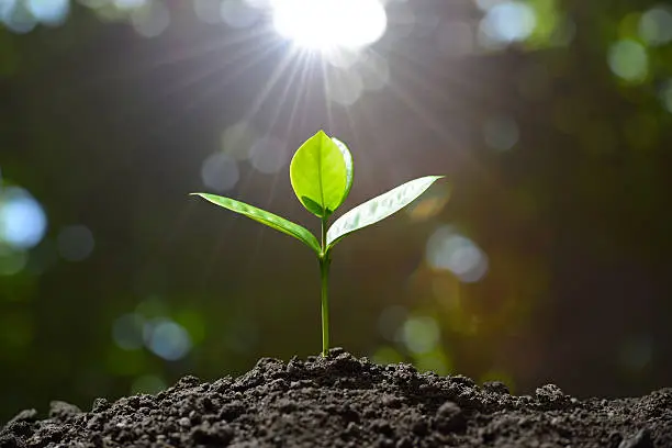 Young plant in the morning light on nature background