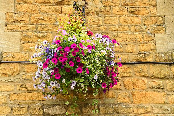 flores en una cesta - hanging flower basket isolated fotografías e imágenes de stock