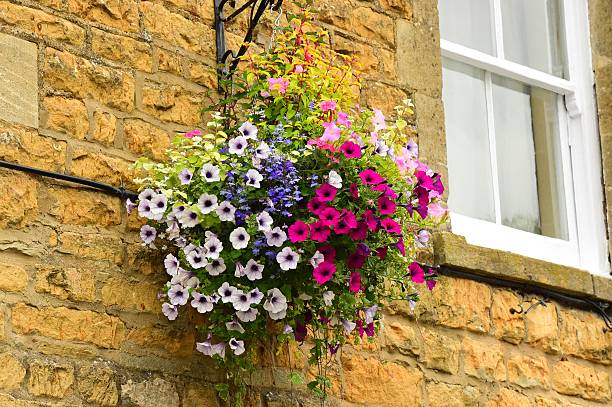 fiori in un cesto - hanging flower basket isolated foto e immagini stock