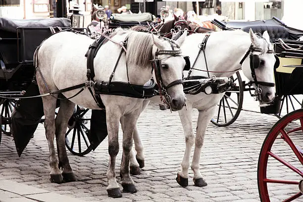 Couple Horse-drawn carts waiting for tourists at the main gate to Hofburg Palace in Vienna, Austria