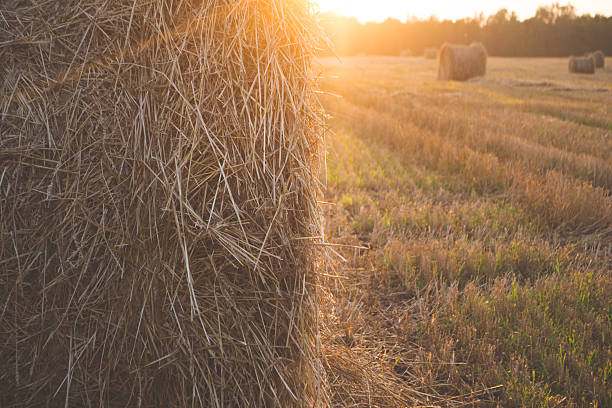 istock Coil of straw in the sun 584467044