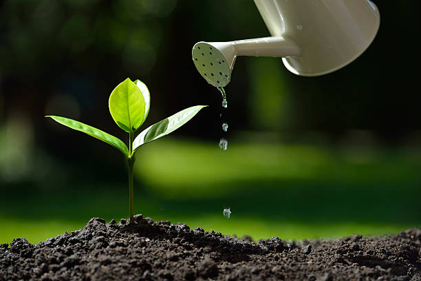 jeune plant  - pouring growth can water photos et images de collection