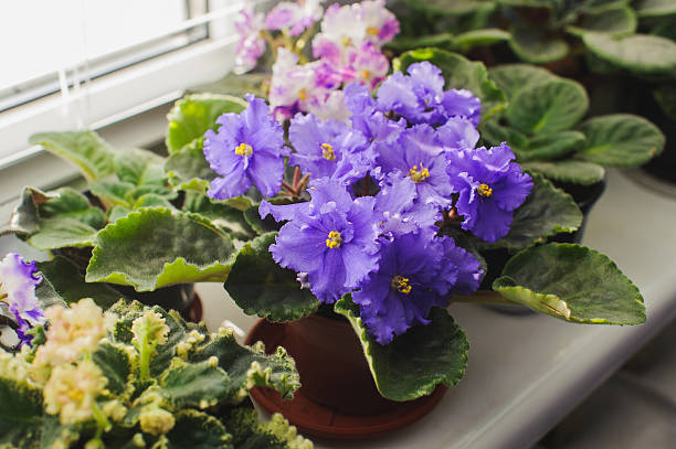 istock African violet, Saintpaulia flower on window sill 584467684