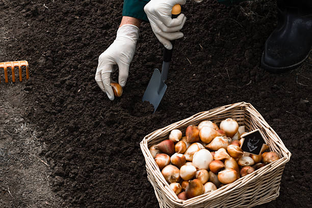 Worker is planting tulip bulbs in the soil stock photo