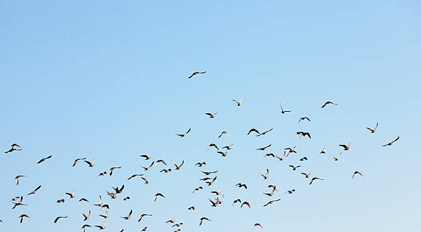 istock birds flying in the sky 584469296