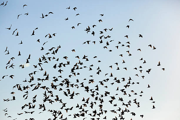istock birds flying in the sky 584469420